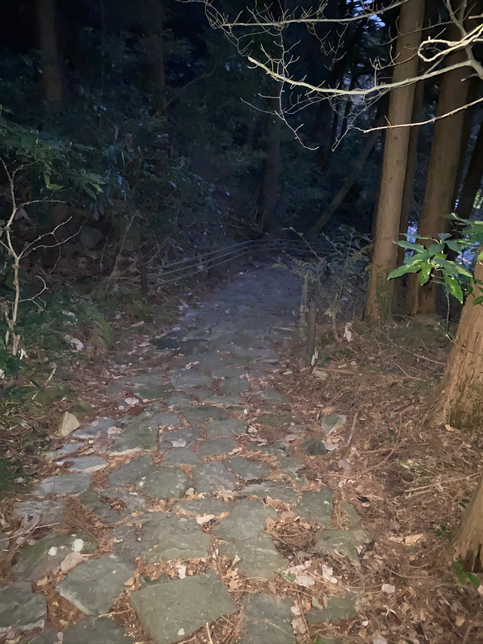 A dark forest road in Hakone.