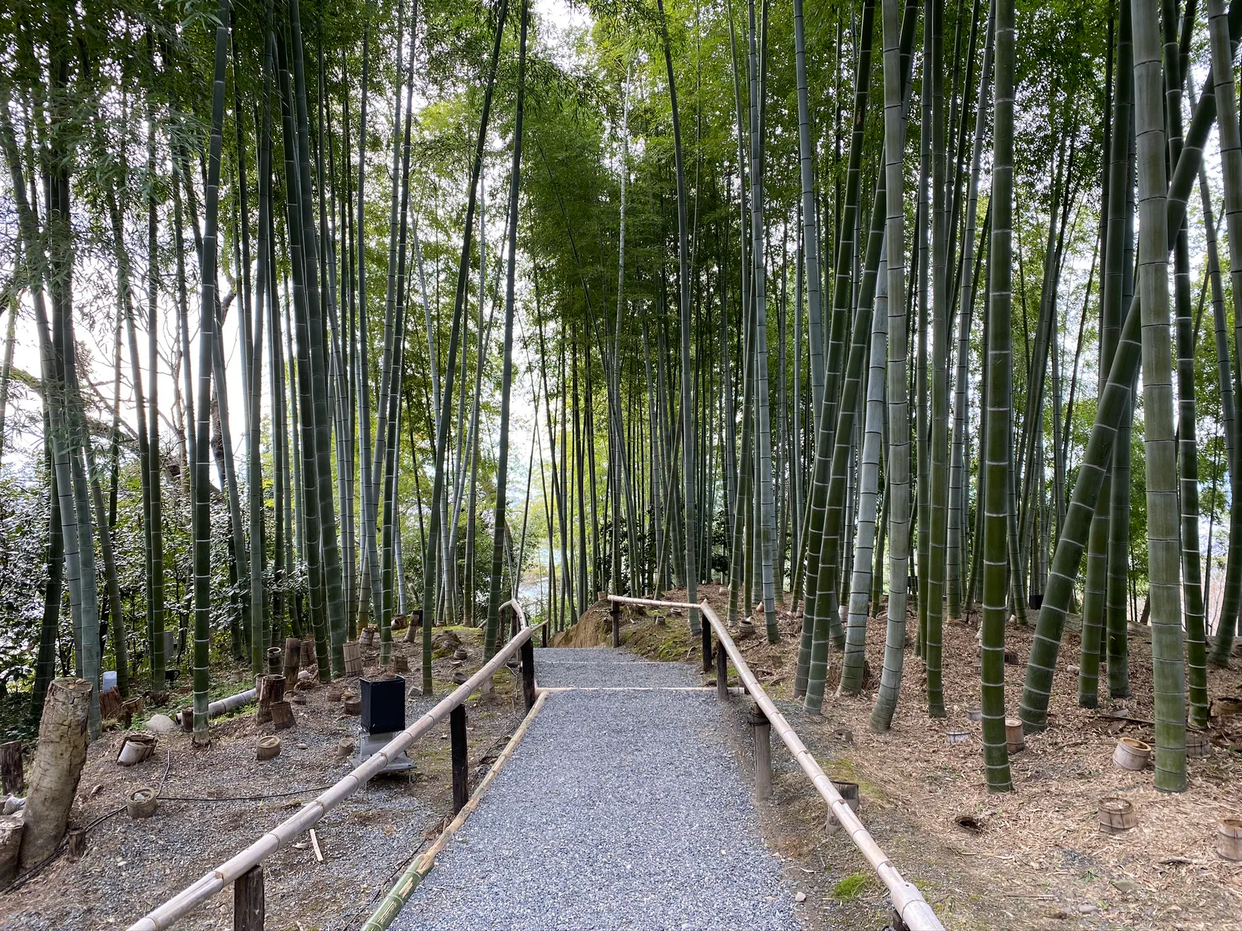 A quiet bamboo path in Kyoto.
