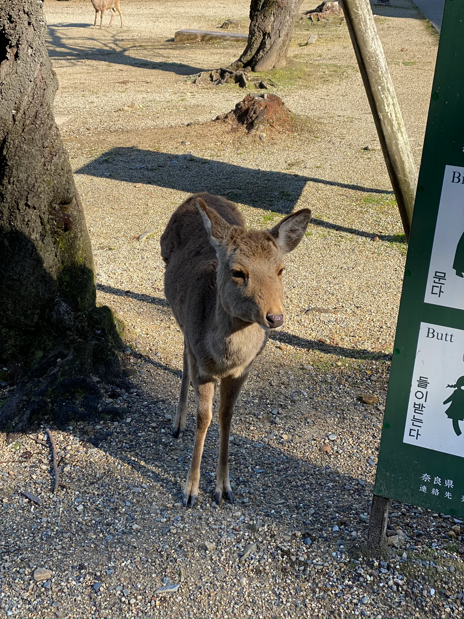 A deer standing in Nara Park.