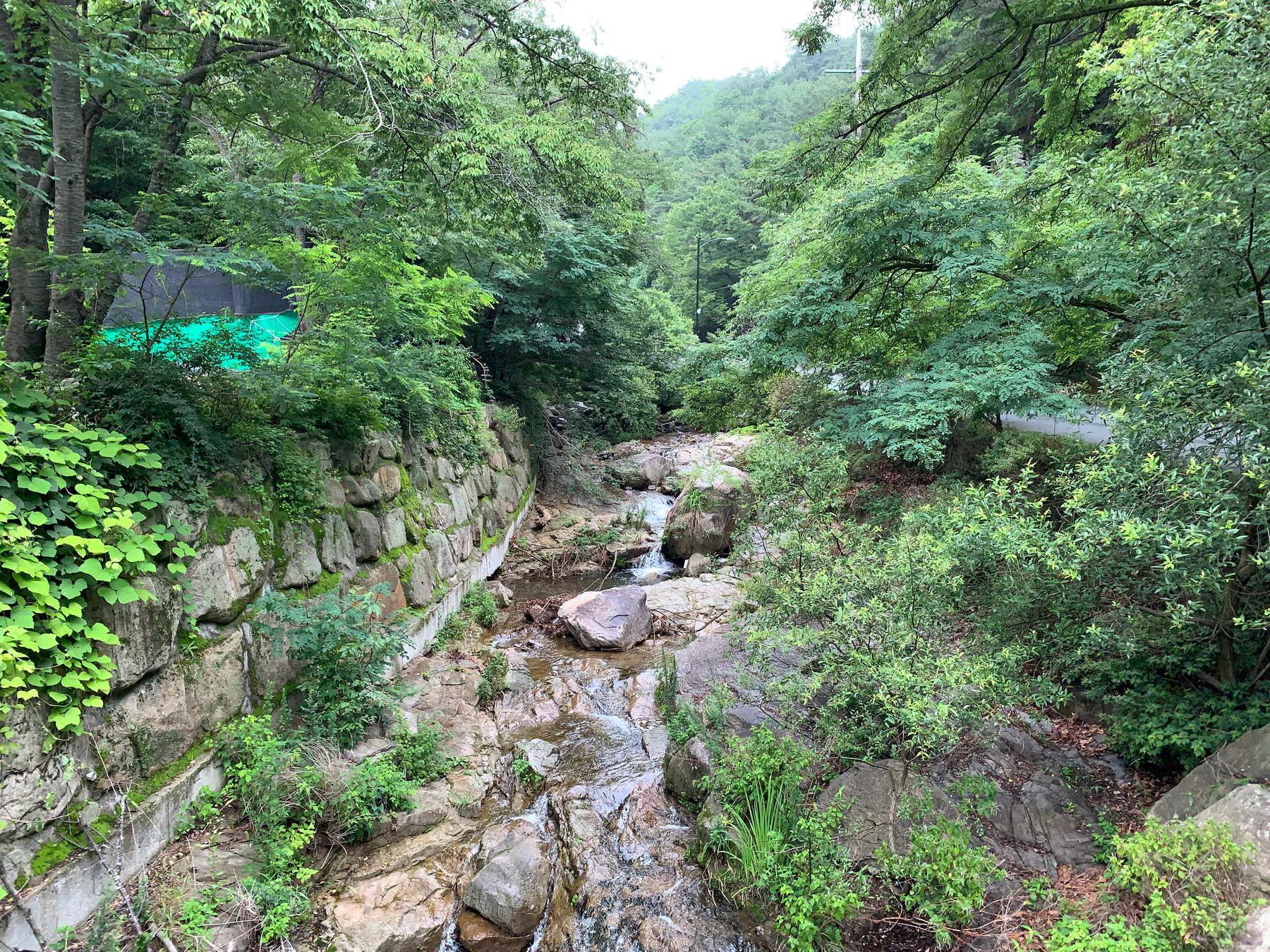 A green forest stream near Donghwasa in Daegu.